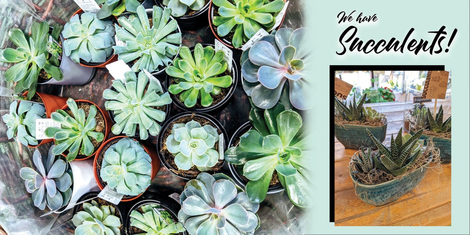 Orillia Delivery Orillia Flower Shop, Family Owned for 60 Years