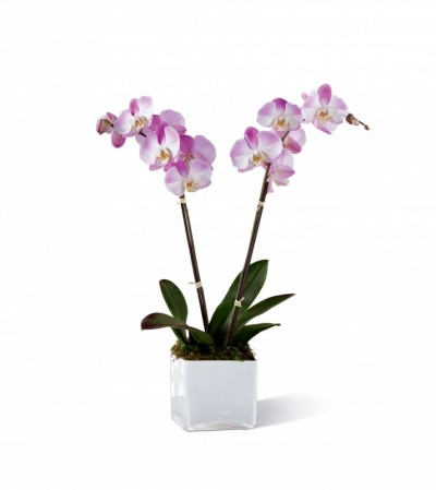 Pink Orchid Planter 