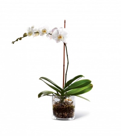 The White Orchid Planter 