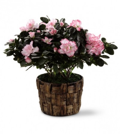 Pink Azalea