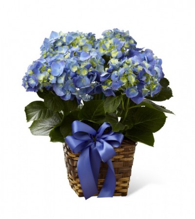 Hydrangea Planter