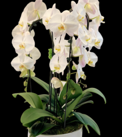 WHite Orchid Garden